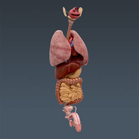 Human Internal Organs D Model