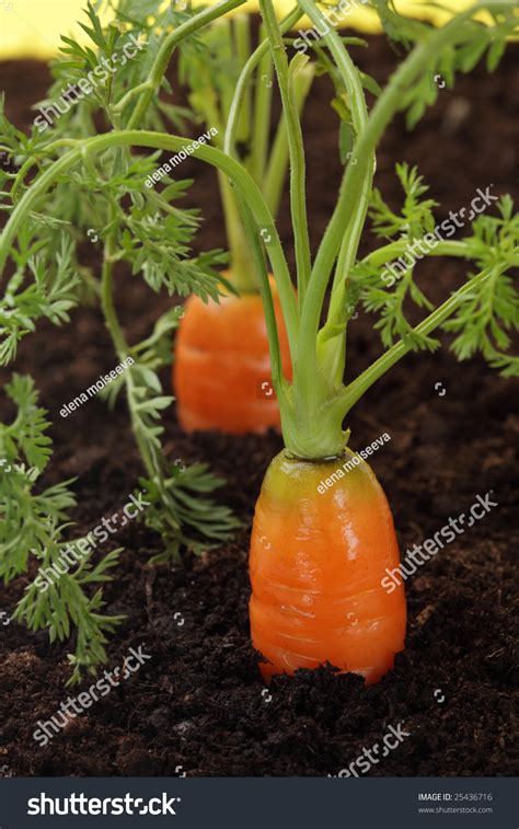Carrots Growing Soil Shalow Dof Stock Photo 25436716 Shutterstock