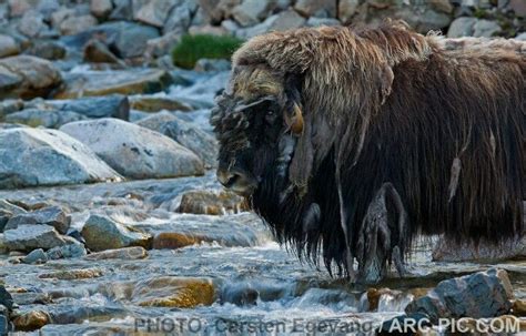 Musk Ox Greenland Fjord Nuuk Musk Ox Oxen Thule Greenland Nature