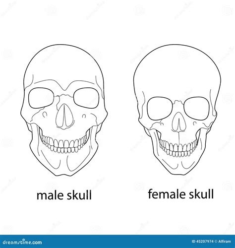 Differences Of Male And Female Skull Stock Vector Image 45207974