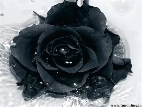 Black Roses Raellarina Philippines Best Blog Interior Design