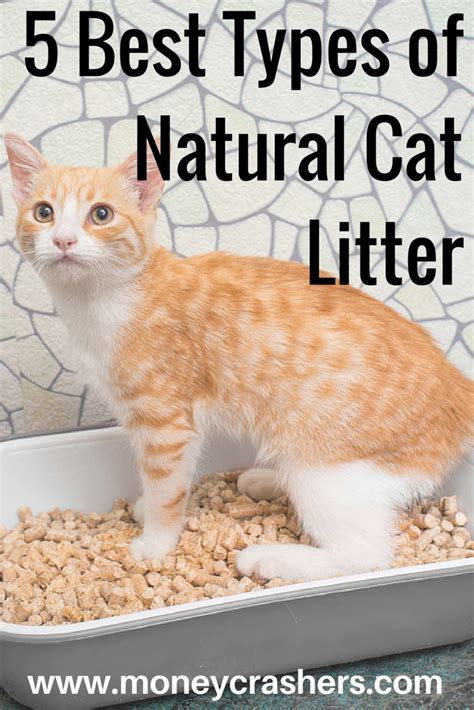 Designed with the intent purpose of being better than regular litter, this inexpensive alternative is perhaps one of the most efficient in this price range. 5 Best Types of Natural Cat Litter - How to Choose ...