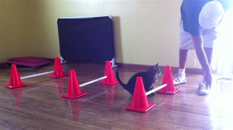Cat Obstacle Course Training Youtube