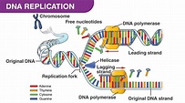 DNA replication steps and rules, DNA polymerase enzymes and RNA primer ...