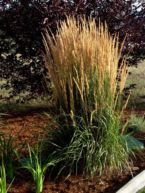 Feather Reed Grass Ornamental Grasses Grass Landscape