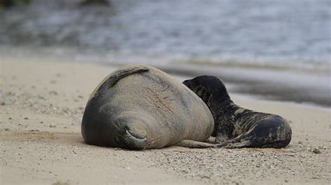 Officials Remind Public To Stay Away From Hawaiian Monk Seals At