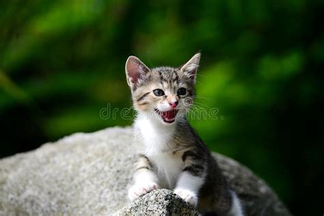 Young Adorable Kitten Stock Image Image Of Affection 61160515