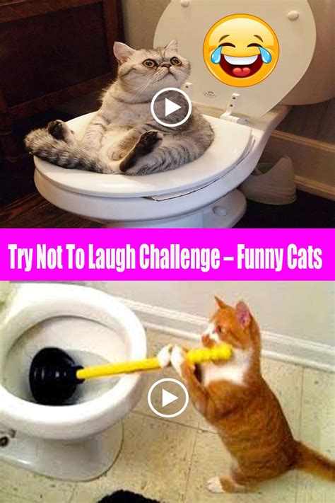 Try Not To Laugh Challenge Funny Cats Funny Cats Challenges Funny