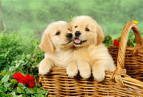 Golden Retriever Puppies Pictures Cute And Adorable