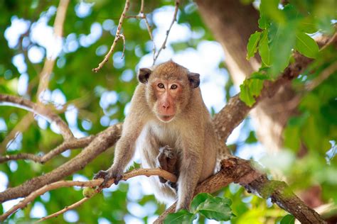 The 6 Best Places To View Free Roaming Monkeys In Florida Florida Insider