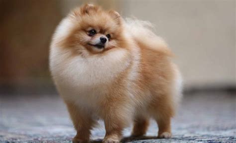 Pomeranian Boo Hakkında Bilinmesi Gerekenler Trabzon Haber Sayfasi