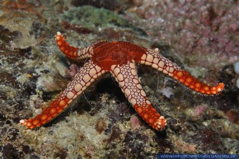 Fromia Monilis Alias Necklace Sea Star Hippocampus Bildarchiv