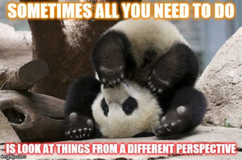 Upside Down Panda Memes Imgflip