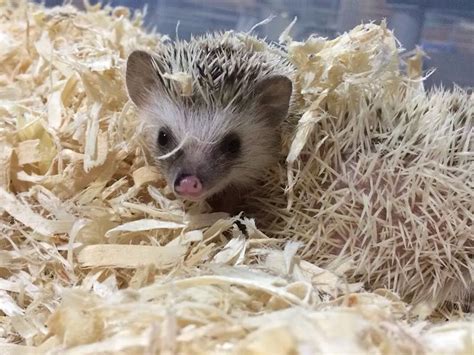 Adoption Hedgehog Ville Toronto Hedgehog Breeder