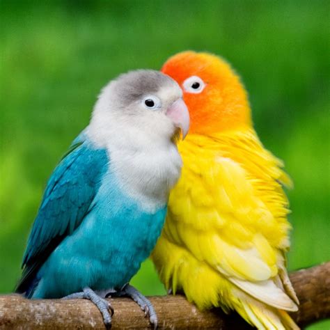 Budidaya Burung Burung Love Bird Cantik Dan Romantis