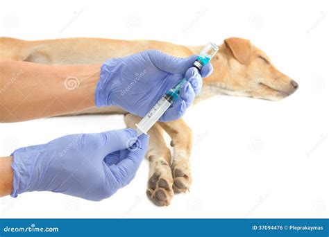 Veterinarian Giving Injection A Dog Stock Photo Image Of Sick Health