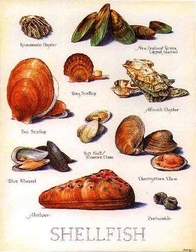 Poster Shellfish Superfoods Shellfish Ms Diet