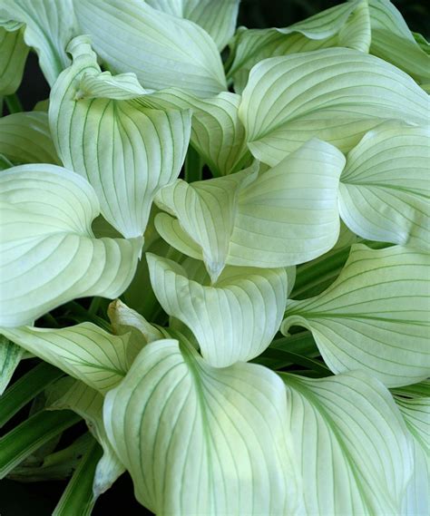 White Feather Hosta As Fragrant As They Are Handsome These Hostas