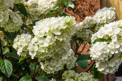 White Hydrangea Plants In Full Bloom Stock Image Image Of Plant
