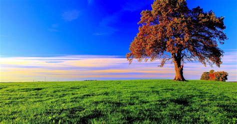 Tree 4k Wallpapers Top Free Tree 4k Backgrounds Wallpaperaccess Images