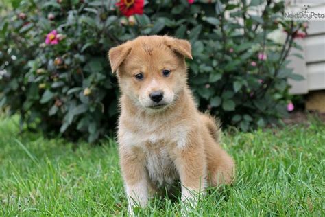 Welcome to the world of tarkirra shiba inu. Shiba Inu puppy for sale near Lancaster, Pennsylvania ...