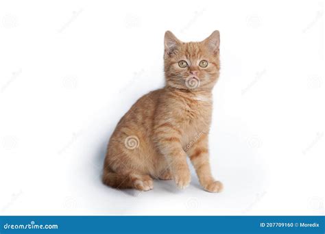 Little Ginger Kitten Sitting Isolated On White Background Stock Photo