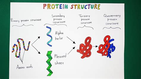 Protein Structure Levels From Amino Acid To Complex Molecule Outline