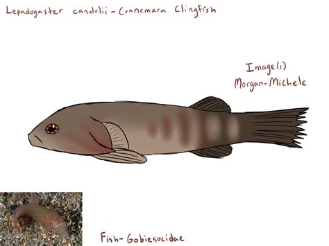 Fish Gobiesocidae By Morgan Michele On Deviantart