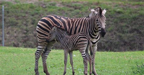 Birth Of Zebra Foal Ends Successful Year At The Zoo