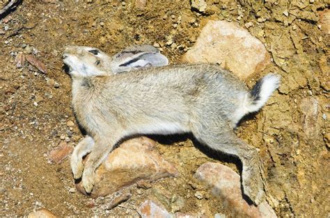 Dead Rabbit — Stock Photo © Mrfotos 6361649