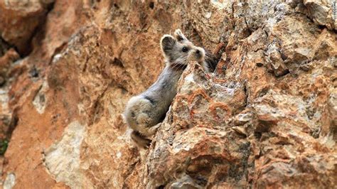 The Ili Pika A Cute Teddy Bear Looking Animal Might Not Exist In A