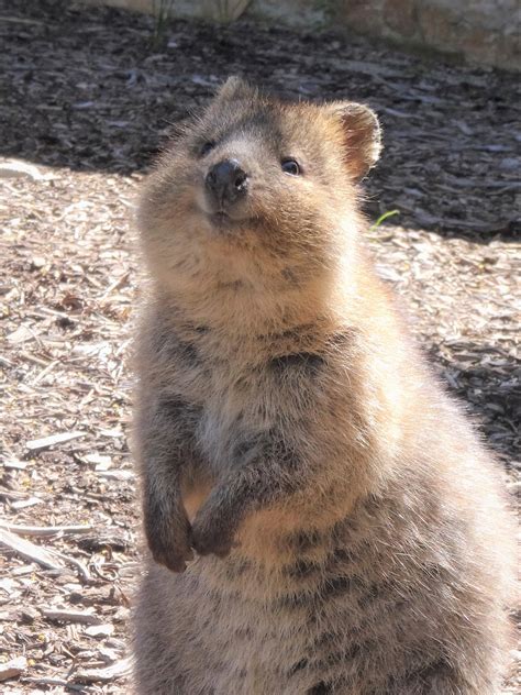 Meet Quokkas, These Cute-Looking Creatures Are The 'World's Happiest ...