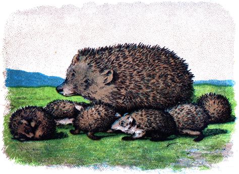 Free Vintage Hedgehog Picture With Babies The Graphics Fairy
