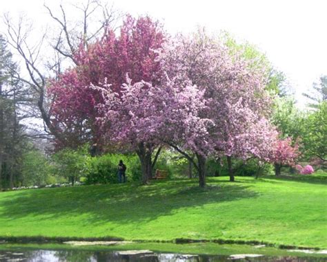 We did not find results for: Photos of trees with purple flowers