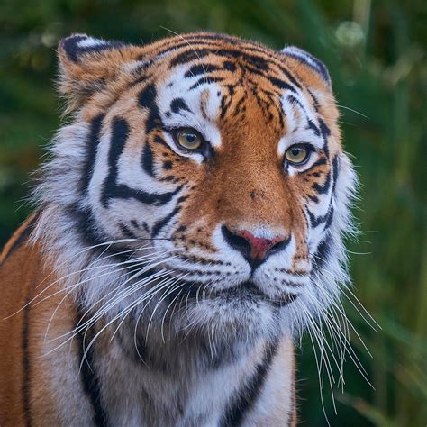 The Amur Tiger A Beauty In Decline Paradise Wildlife Park