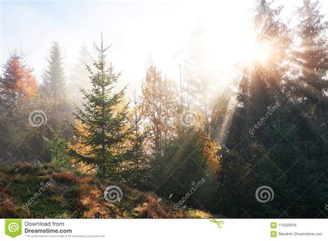 Beautiful Morning Fog And Sunbeams In The Autumn Pine Forest Stock