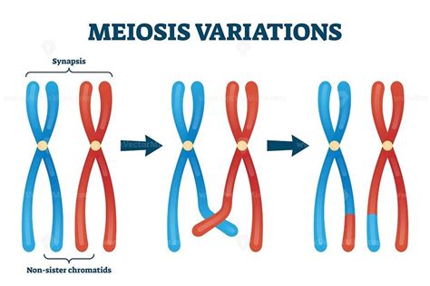 Meiosis Variations Vector Illustration Ready To Use Editable Vector Illustration Click And Buy