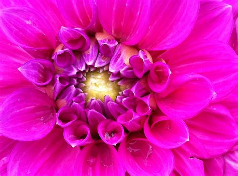 Hot Pink Dahlia Flowers Hot Pink Pink