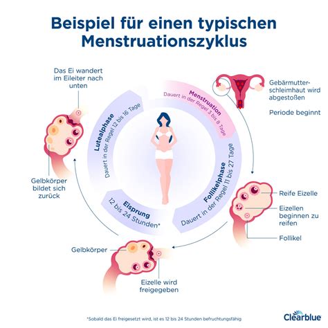 wie lange dauert ein menstruationszyklus clearblue