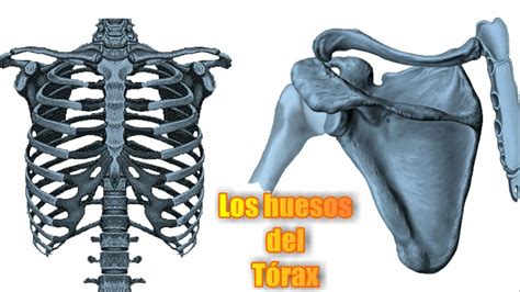 Esqueleto Del Tórax Humano Huesos Del Tórax Qué Huesos Forman El