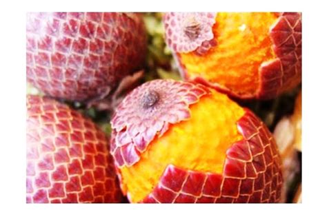 World’s Weirdest Fruits Delishably