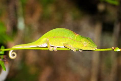 Bright Green Chameleon Stock Image Image Of Perinet 47617839