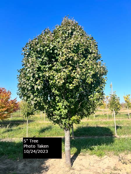 Jack Pear Tree Pyrus Calleryana Jaczam Goodmark Nurseries