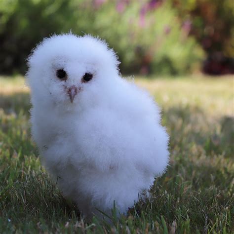 Baby Barn Owl Rsuperbowl