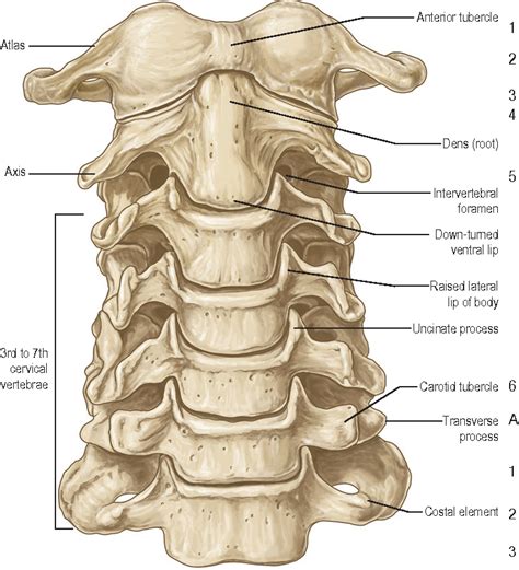 Neck Vertebrae Anatomy