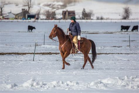 Agriculture Photography By Todd Klassy Photography Winter Cattle