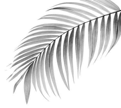 Black Leaf Of Palm Tree On Transparent Background Png File 9306533 Png