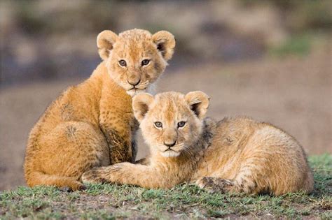 25 Most Beautiful Photos Of Cute Baby Lion To You Will