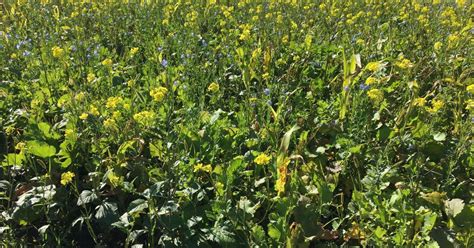 You can request for any type of assignment help from our highly qualified professional writers. Herbicide Considerations for Cover Crop Planting in 2019
