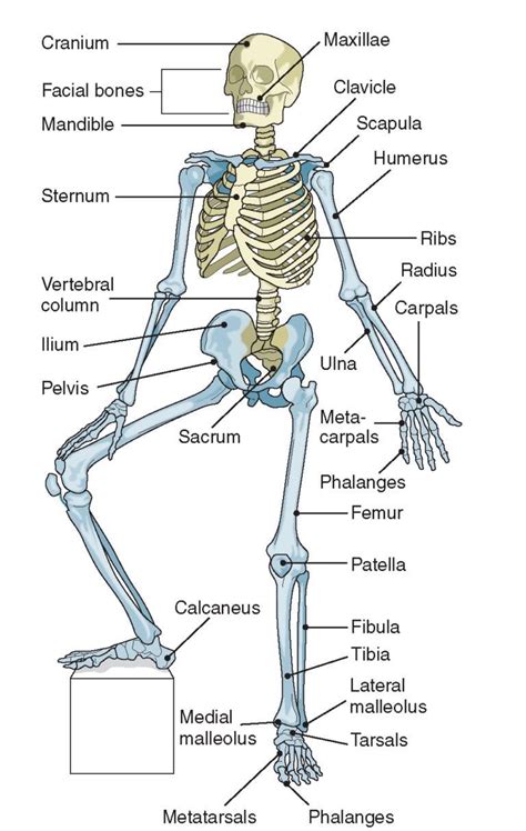 Anatomy Of Human Body Bones